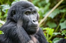 02 day bwindi impenetrable national park. Kampala