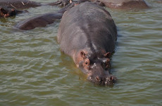 5-day gorillas, lions and water safari in uganda Kampala