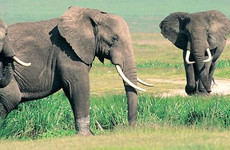 Adventure safari bookers Nairobi
