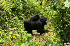 3 days gorilla trekking tour in rwanda Kigali