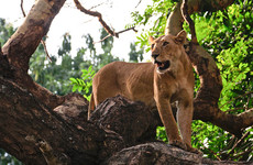 14 days best of uganda safari Kampala