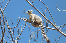 Admire lemurs on the rn7 Antananarivo