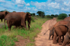 3 days tanzania mid-range safari Moshi