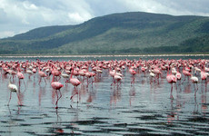 Lake nakuru national park day trip Nairobi