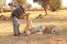 Lion and rhino safari Livingstone
