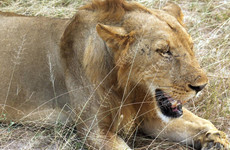 3 days / 2 night selous game reserve Dar es Salaam