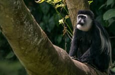 3 day chimpanzee trails & bigodi tales kibale np Kampala