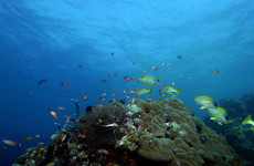 Pemba/zanzibar/mafia: eah- 15 days Zanzibar