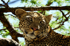 Luxury tanzania safari Moshi