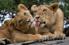 2 days tanzania budget group joining/sharing safari burigi chato safaris co ltd Moshi