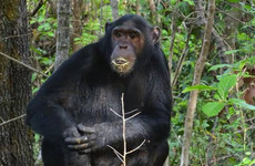 3 days gombe chimpanzee tracking safari Dar es Salaam