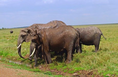 3 days masai mara Nairobi