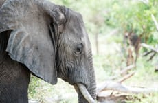 3DAYS SELOUS GAME RESERVE Dar es Salaam