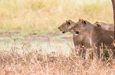 Serengeti tanzania safari package Moshi