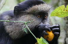 Rwanda gorillas & golden monkeys – 5 days Kampala