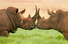 3 days tanzania safari Arusha
