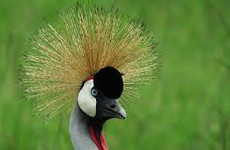 19 days bird watching safari in kenya Nairobi