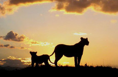 Tanzania classic bush safari adventure Arusha