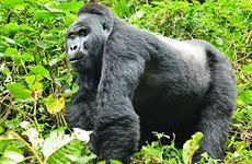 5 days rwenzori mohama trekking trail, rwenzori mountains Kampala