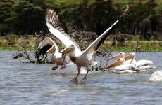 17 days kenya bird watching safari Nairobi