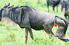 5 days ndutu migration safari – calving season 2026 Arusha