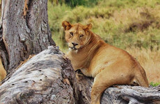 2 days northern tanzania safari Moshi