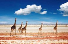 6 Days Namibia Express Safari Windhoek