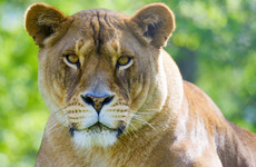 Best 3 days tanzania budget group joining safari - burigi chato safaris Moshi