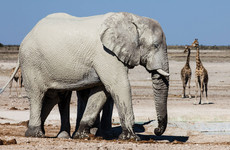 3-day etosha adventure safari namibian (camping) Windhoek