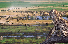 4 day camping safari serengeti and ngorongoro Arusha