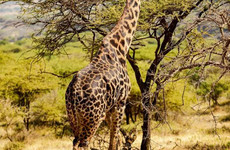 Kenya’s wild heart: a 5-day journey through buffalo springs, samburu & ol pejeta Nairobi