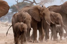 A day tip to tarangire national park Moshi