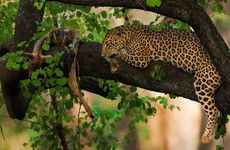  11 days all inclusive luxury african safari trips vacations Nairobi
