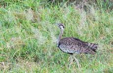 8Days/7Night Adventure Safari & Bird Watching Dar es Salaam
