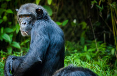 12 day tanzania southern parks safari Mwanza