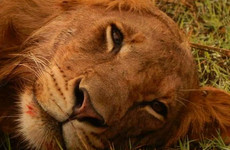 3 days tanzania safari tarangire national park, ngorongoro crater & lake manyara national park Moshi