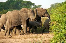 Kenya twin attractions special bush to beach safari Arusha