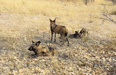 3-day full catered mobile safari moremi game reserve Maun
