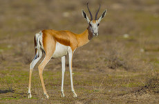 1-day san tribe, wildlife & carnivore feeding (8 hours) Windhoek
