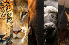 10-day rwanda & uganda gorillas and african big five tour Kampala