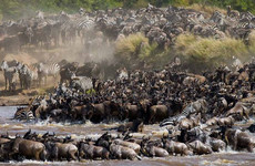 10 days 9 nights top tanzania luxury safari tour Arusha