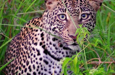 10 DAYS SECLUDES SAFARI Dar es Salaam