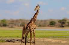 2-day selous (nyerere national park) safari package – game drives & boat safari Dar es Salaam