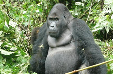2 days uganda gorilla safari Kigali