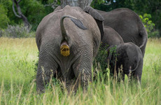 2day mikumi safari offer Dar es Salaam