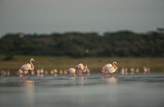 3-day classic tanzania safari: tarangire & ngorongoro Arusha