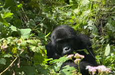3 day gorilla trekking safari in uganda Kampala