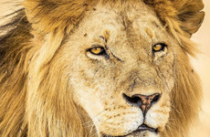 3 day mikumi luxury tented camps safari Mwanza