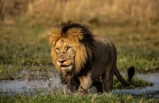 3 day queen elizabeth national park wildlife safari uganda Kampala