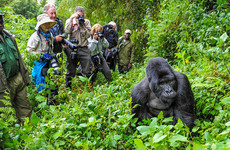 3 days 2 nights uganda gorrila safari Kampala